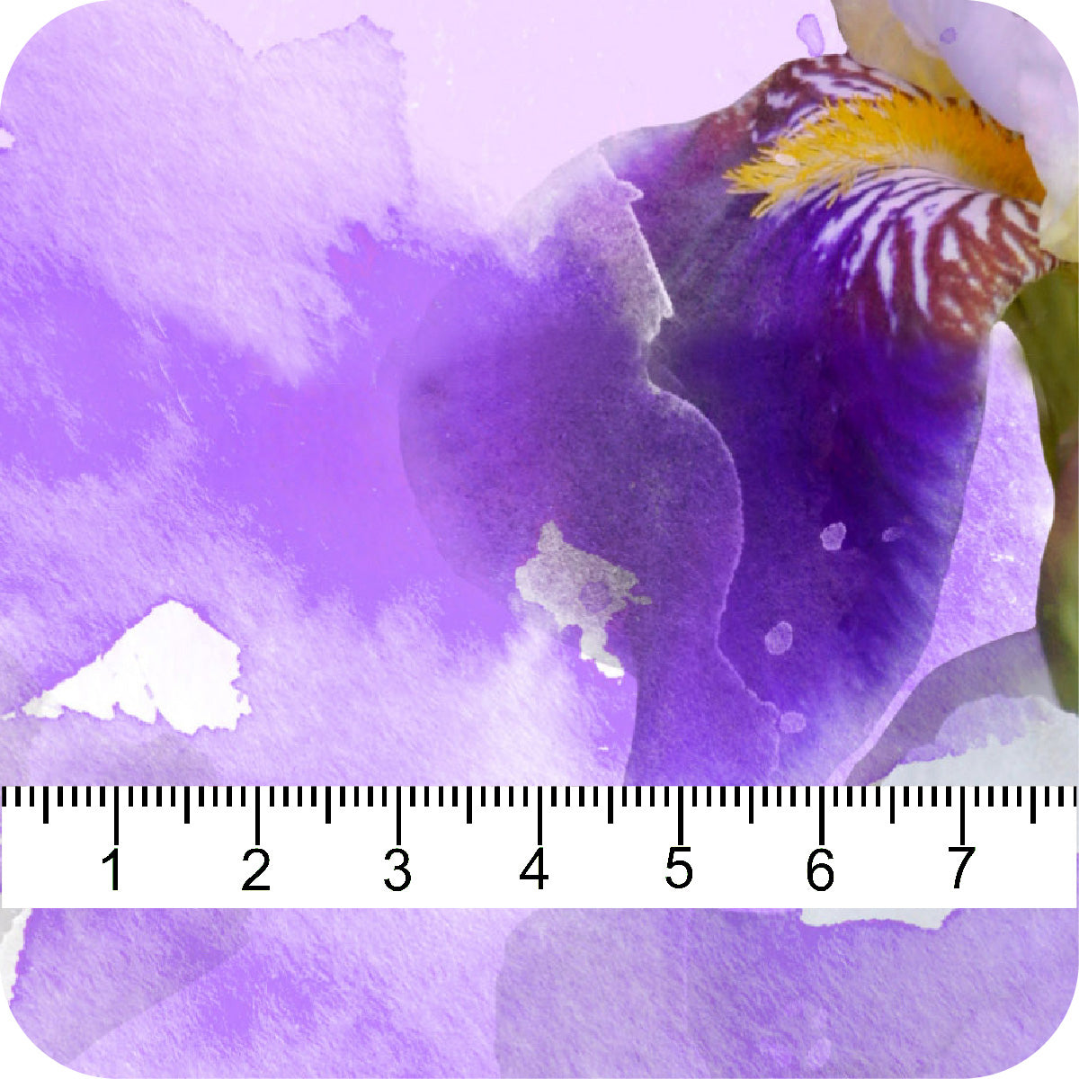 MYP488 C1 SNOW-LAVENDER