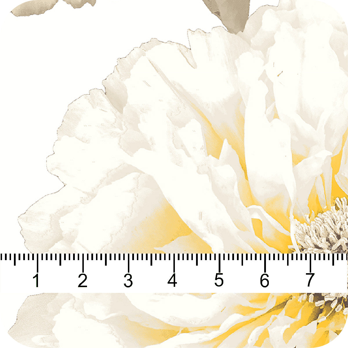 MYP493 C1 IVORY-GOLD