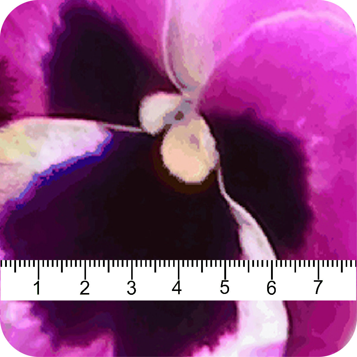 MYP494 C1 MAGENTA-SNOW