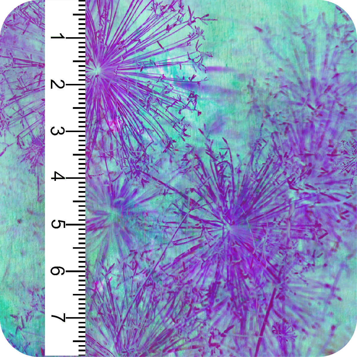 MYP516 C1 AQUA-MAGENTA