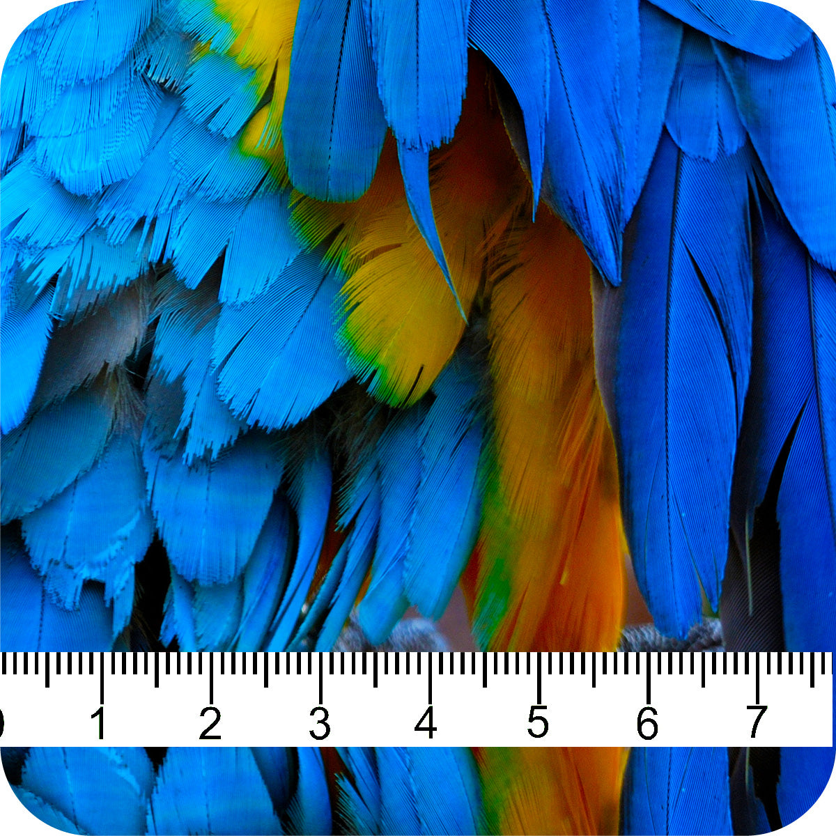 MYP639 C1 COLBALT-GOLD