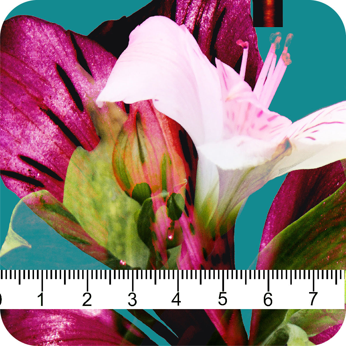 MYP645 C1 TEAL-FUCHSIA