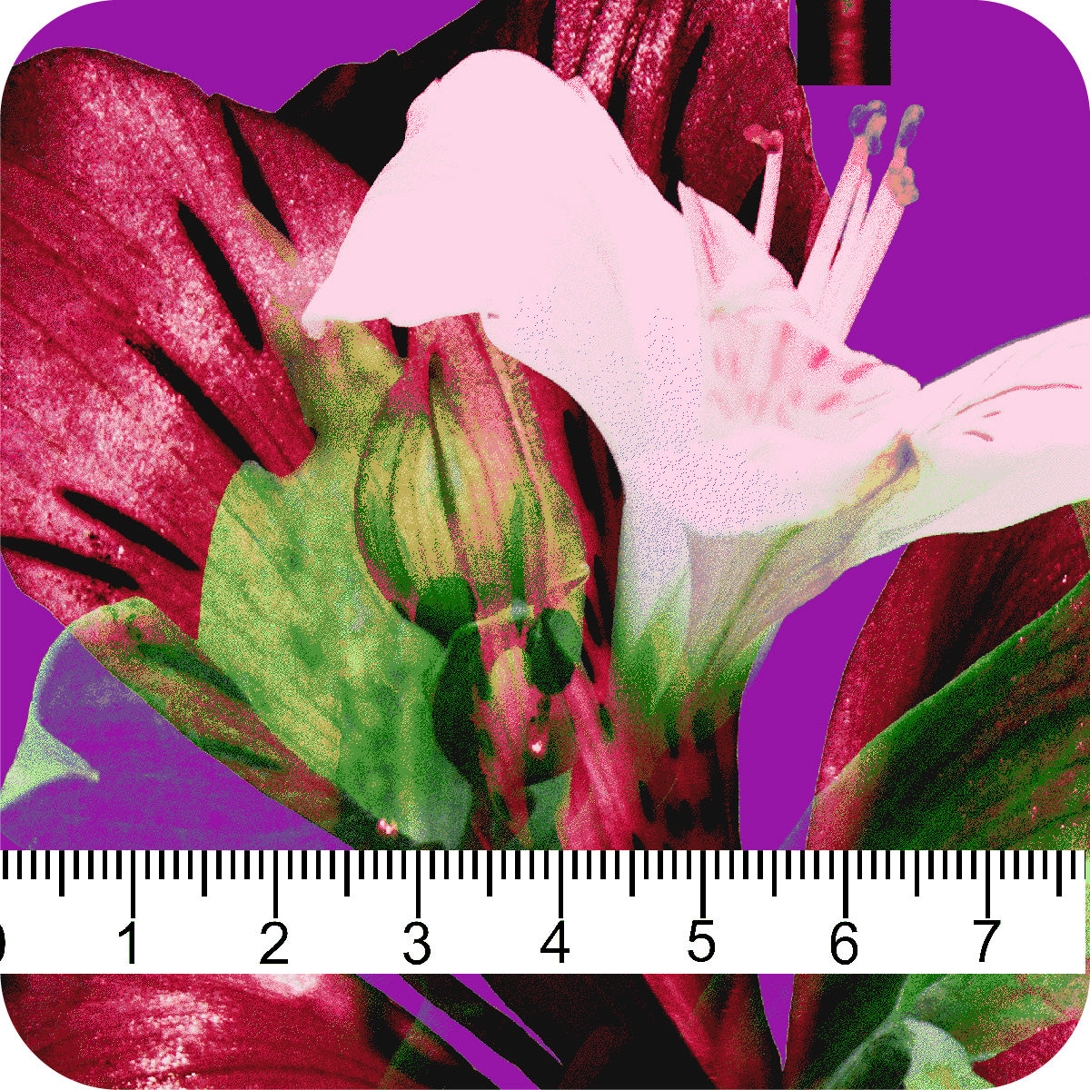 MYP645 C2 VIOLET-RED