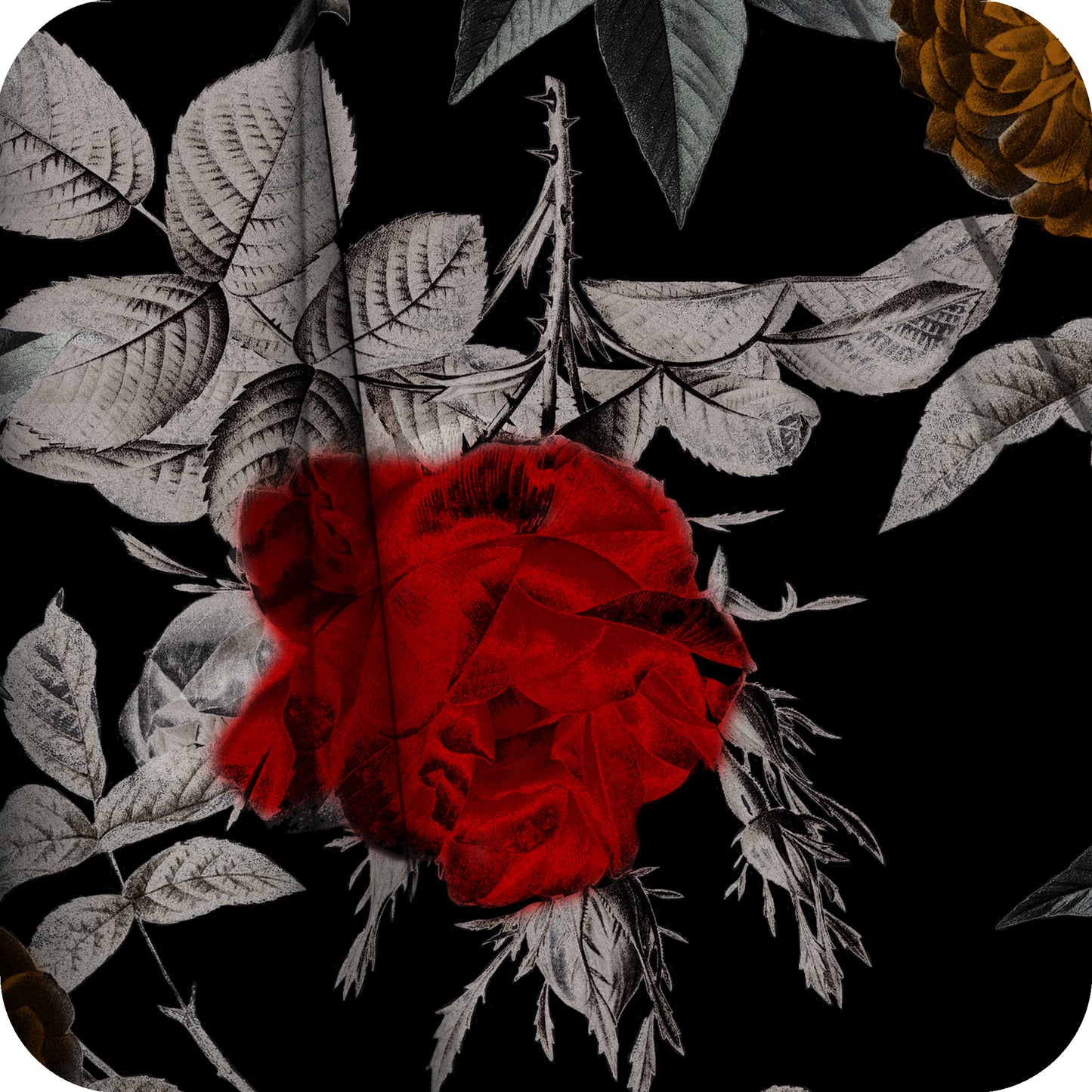 MYP649 C1 BLACK-SCARLET