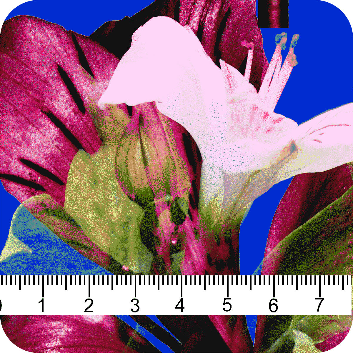 MYP645 C4 COLBALT-MAGENTA
