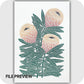 Protea Grace