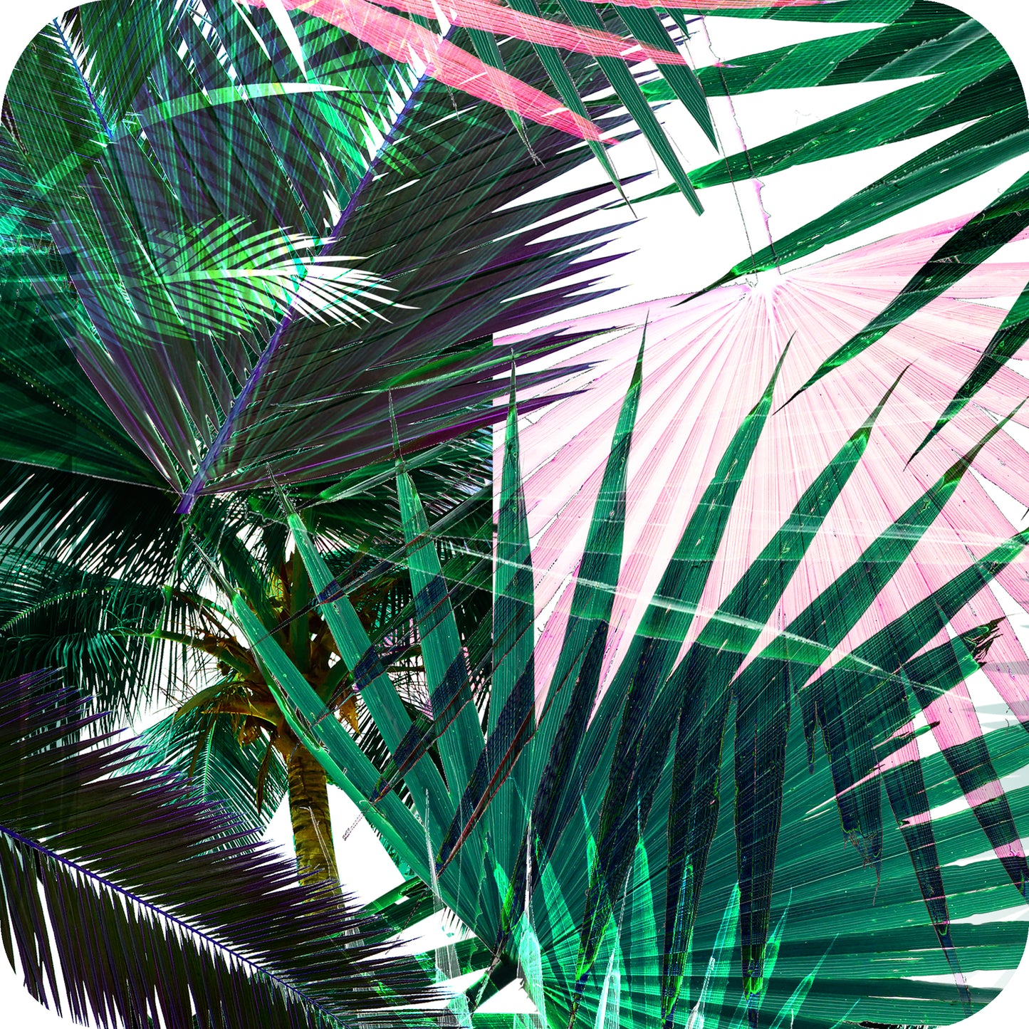 MYP481 C1 WHT-HUNTER