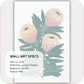 Protea Grace